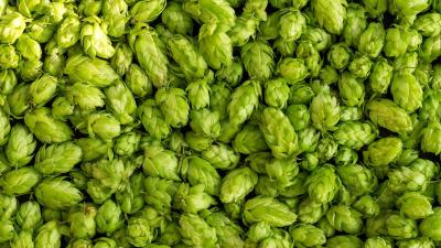 Hop Science - May 2025 / Knowledge for your success / 16. May 2025