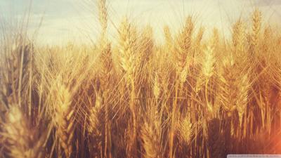 CROP REPORT MARCH 2024