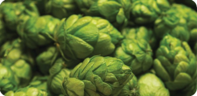 HOP UPDATE JULY 2025