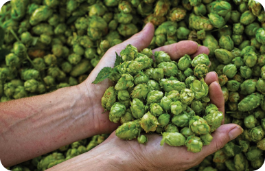 Hop Science - May 2025 / Knowledge for your success / 16. May 2025