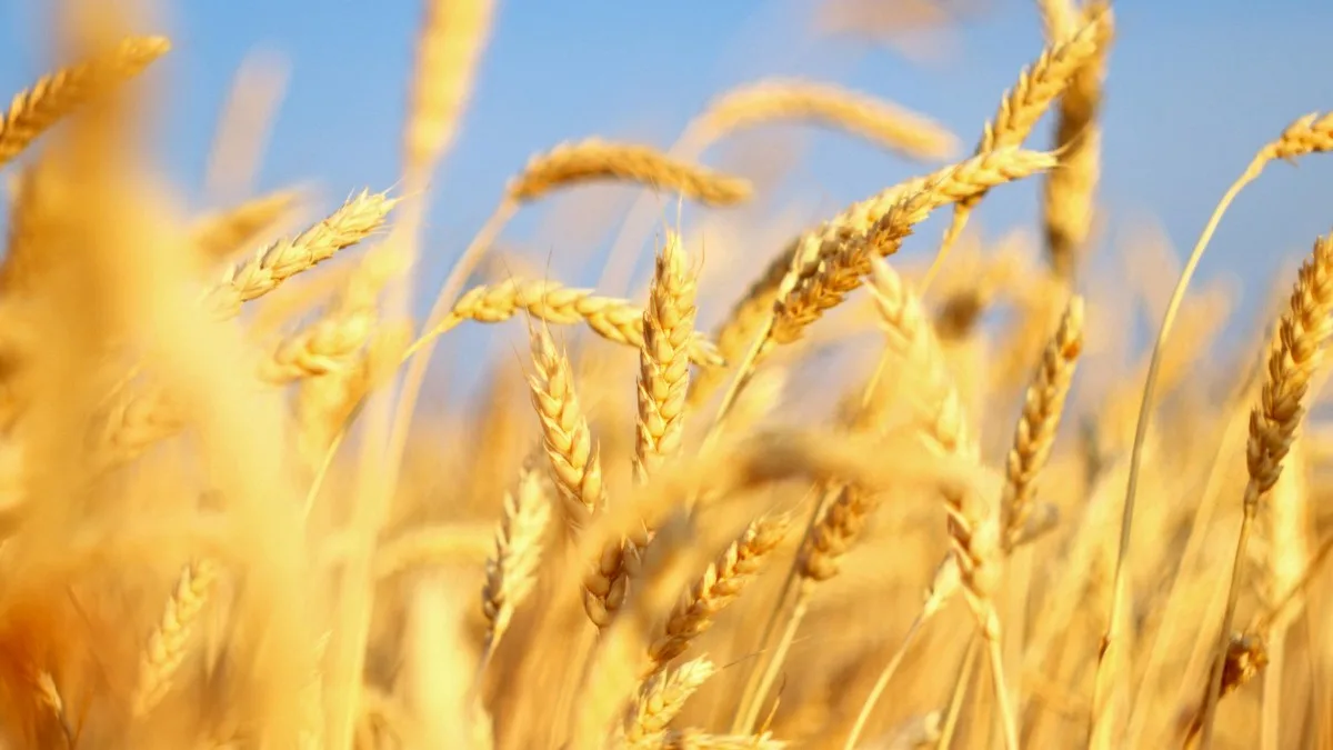 WHY DOES THE MALT PRICE CHANGE EVERY YEAR? (PARK 1)
