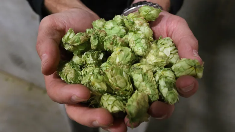 HOPS INDUSTRY FACES OVERSUPPLY & PESTICIDE BAN DOUBLE CHALLENGE