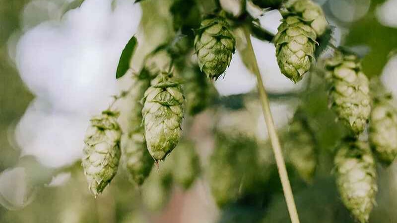 Hop Report – June 2021