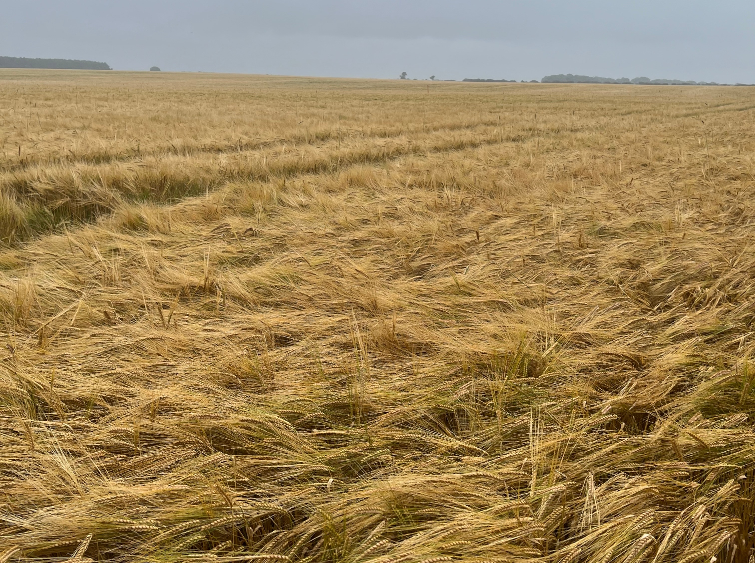 CROP UPDATE JULY 2024