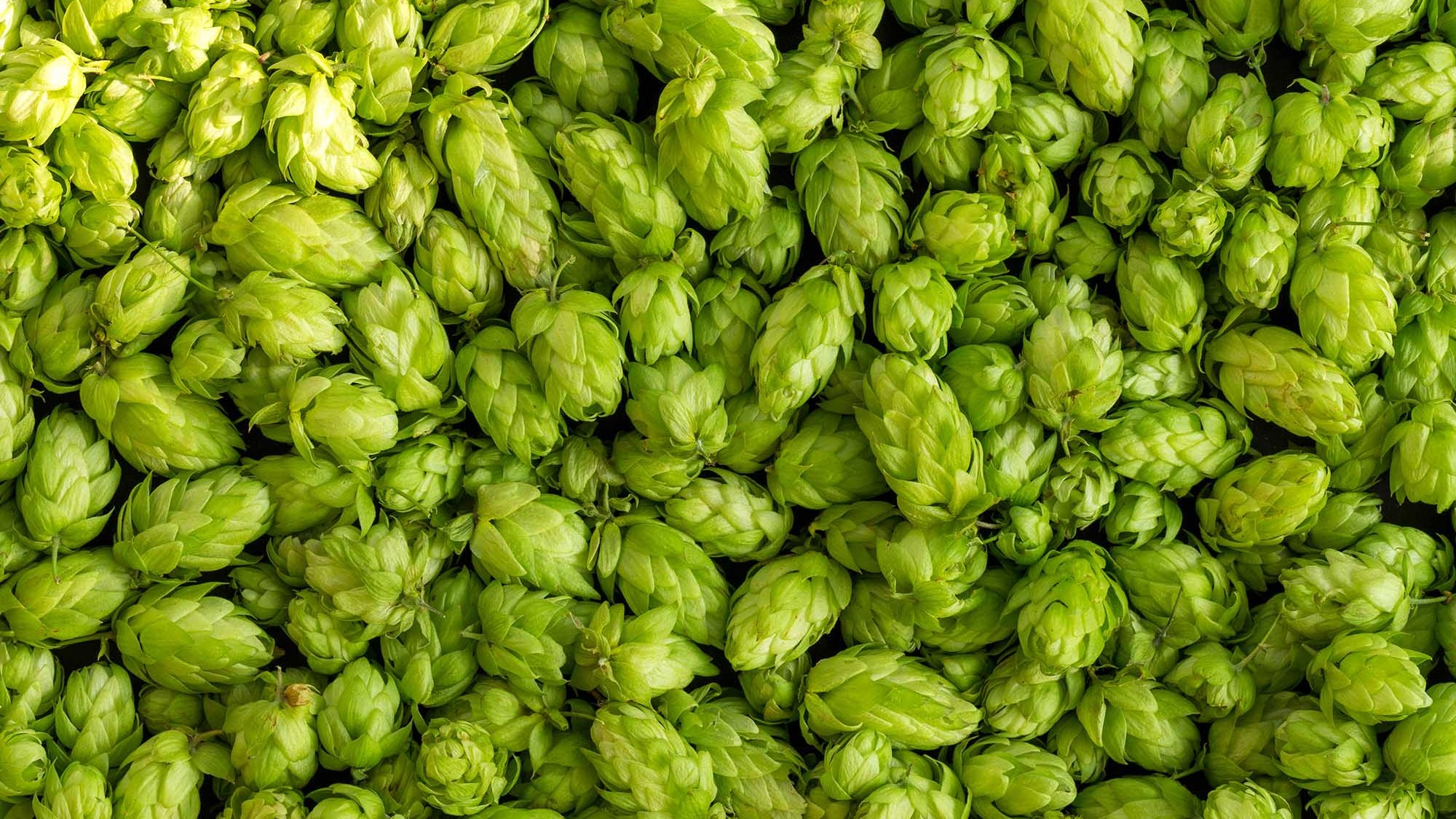 Hop Creep – The Dangers of Dry-Hopping