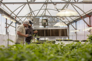 joe-and-jayce-working-with-small-plants-in-greenhouse-using-ipad-300x200-1.jpg (20 KB)