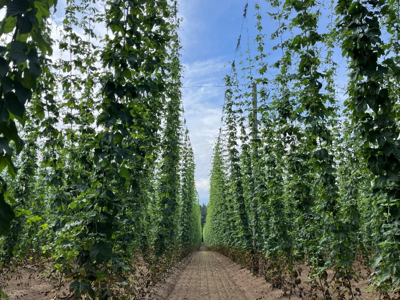 Hop Update June 2024