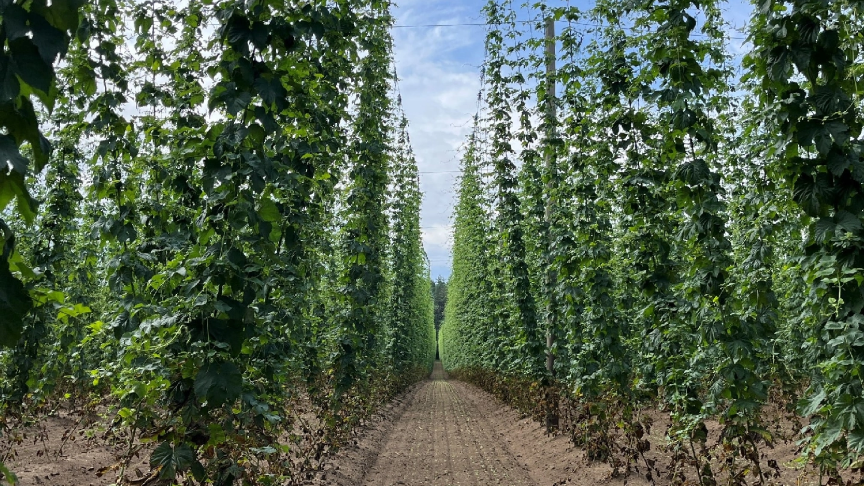Hop Update July 2023