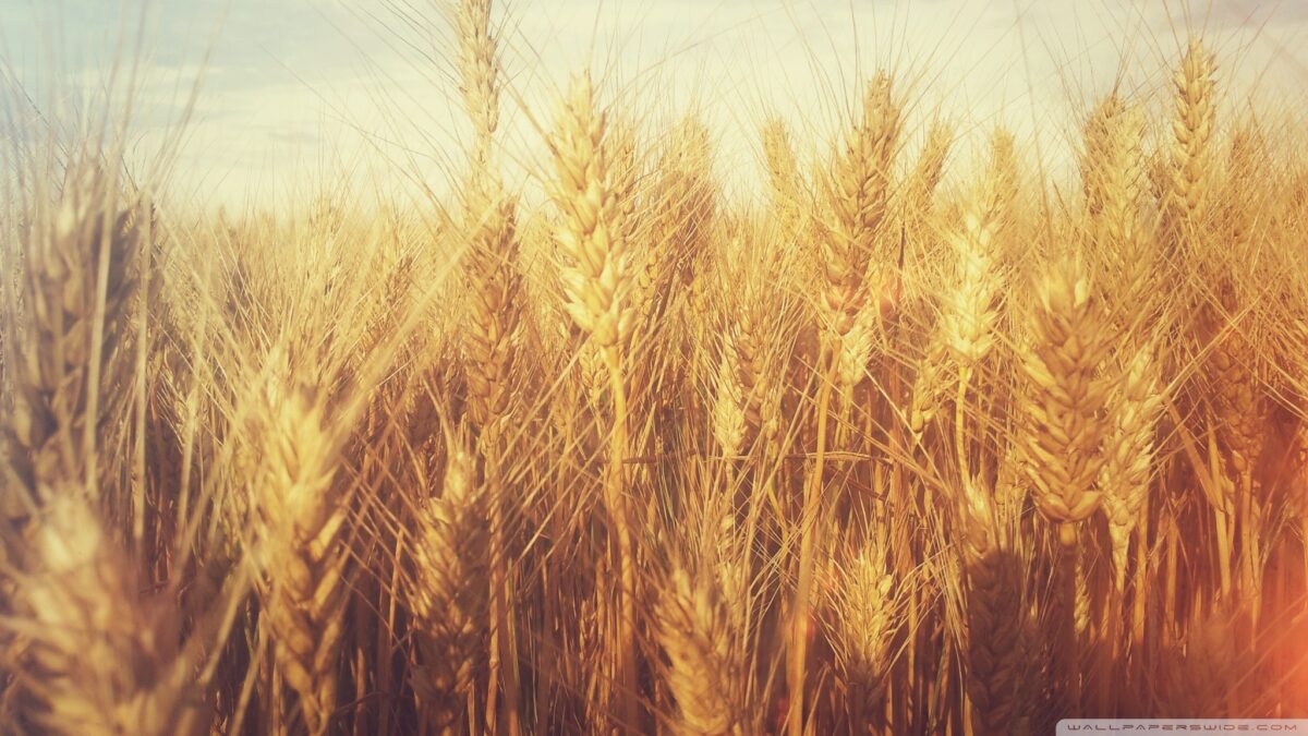 CROP REPORT MARCH 2024