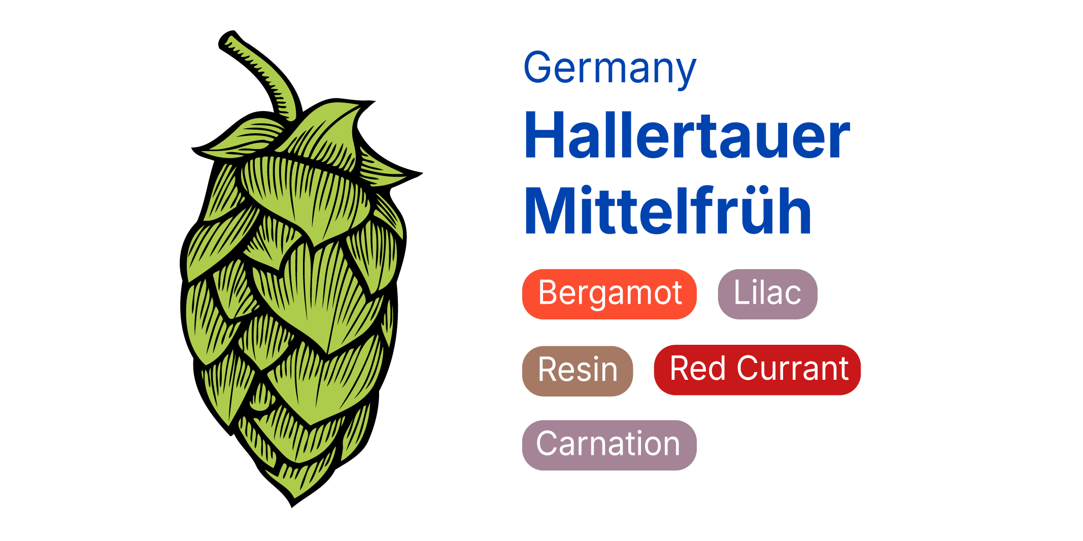 Hallertauer Mittelfrüh