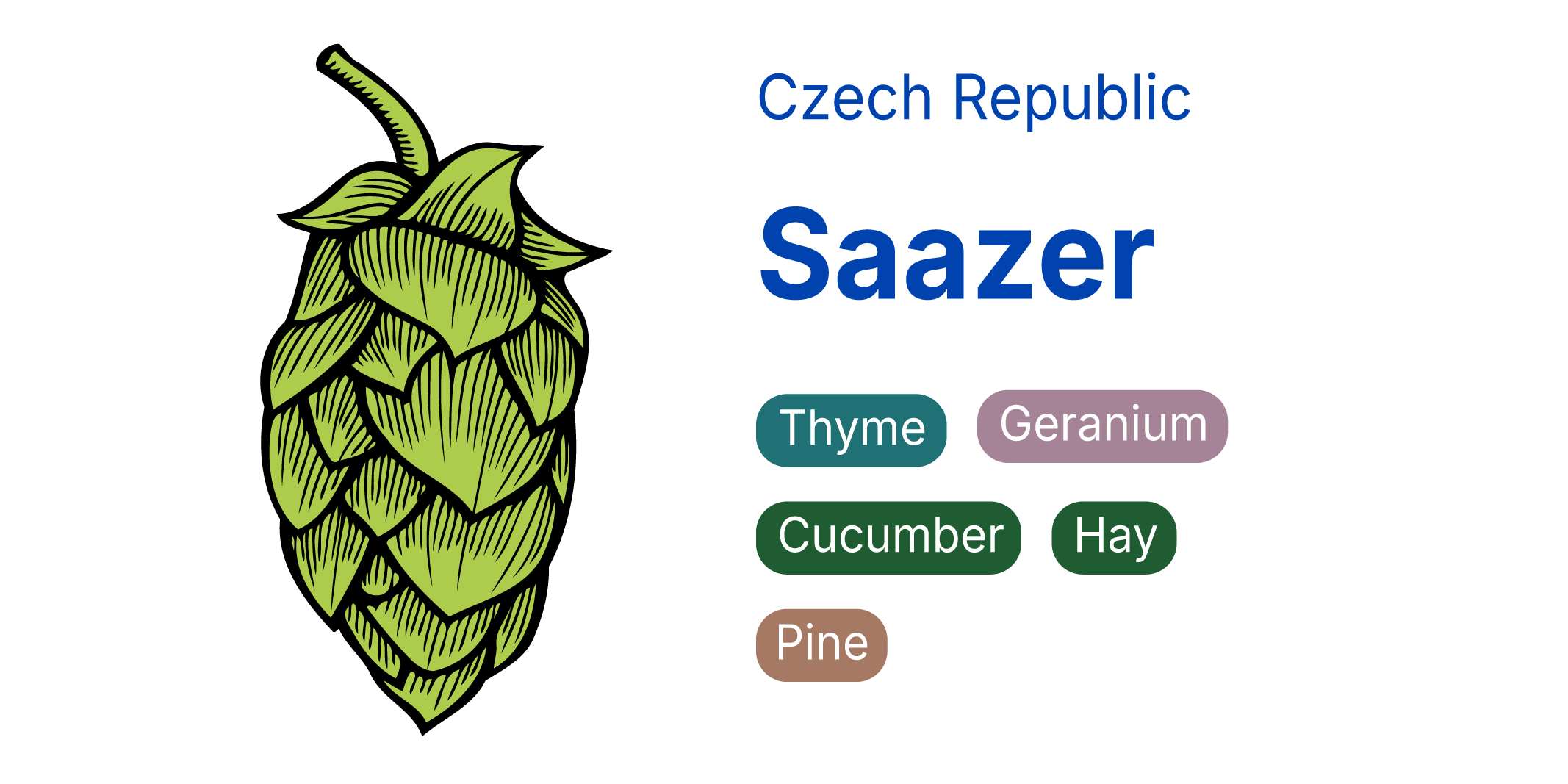 Saazer