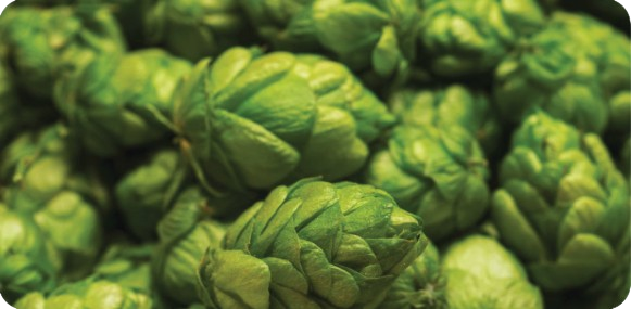 HOP