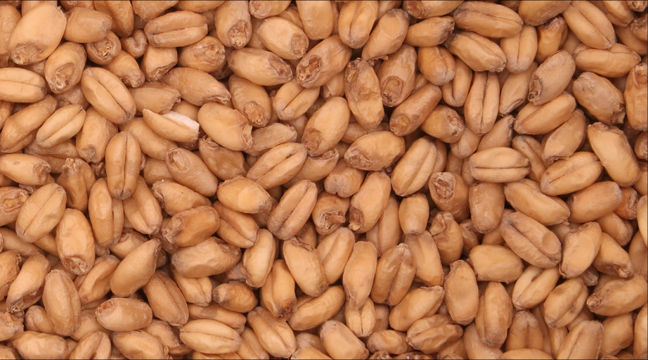 WHEAT MALT