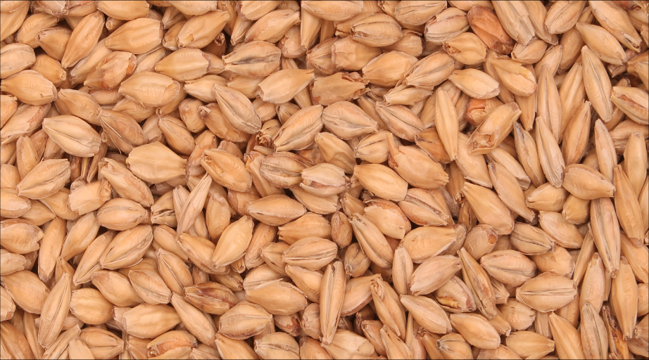 MUNICH MALT