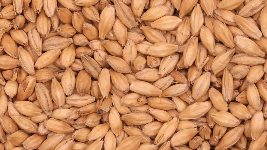 PALE MALT