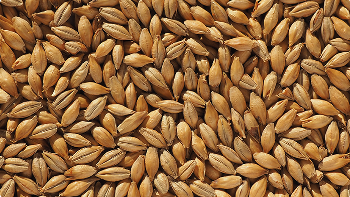 FINEST MARIS OTTER® ALE MALT