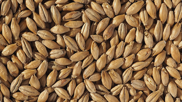 CLEAR CHOICE PALE MALT