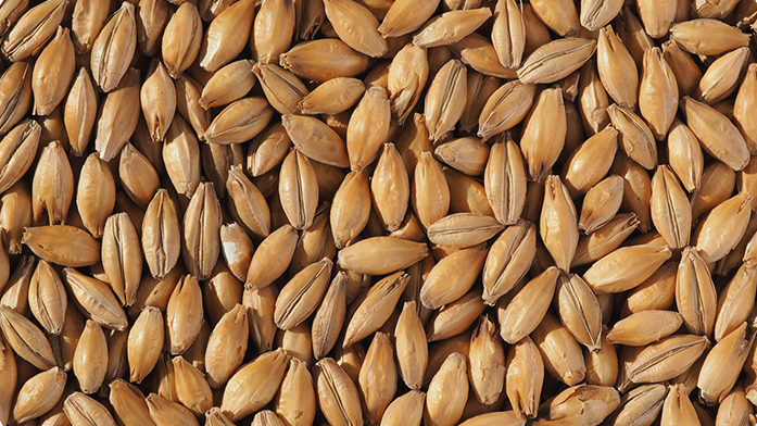 LAGER MALT - EUROPILS
