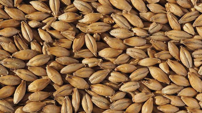EXTRA PALE MALT