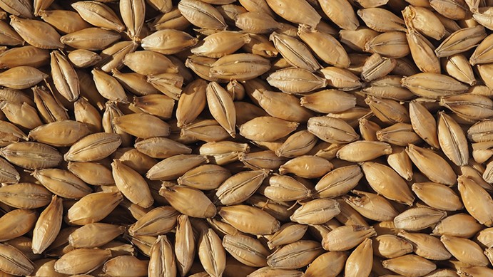 Hana Malt