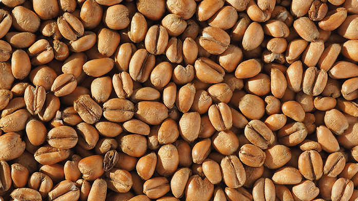 TORREFIED WHEAT