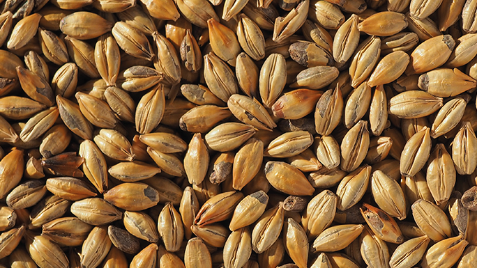 AMBER MALT