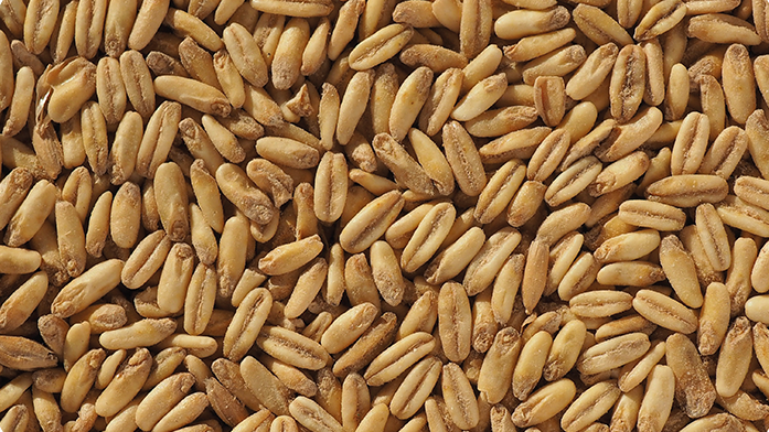 NAKED OAT MALT