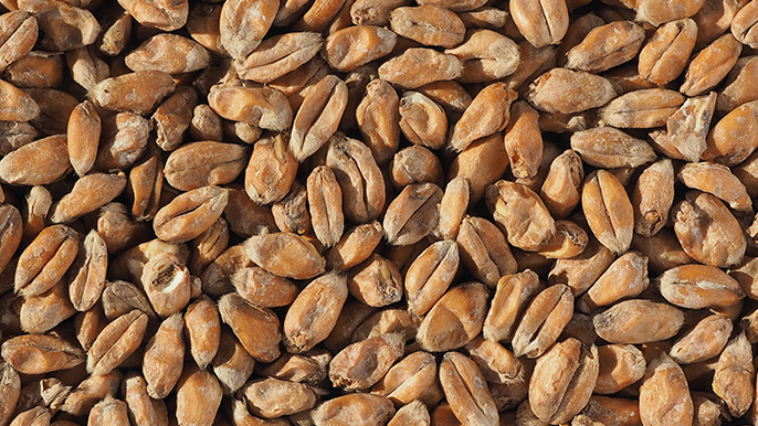 WHEAT MALT