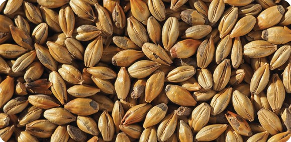 MALT