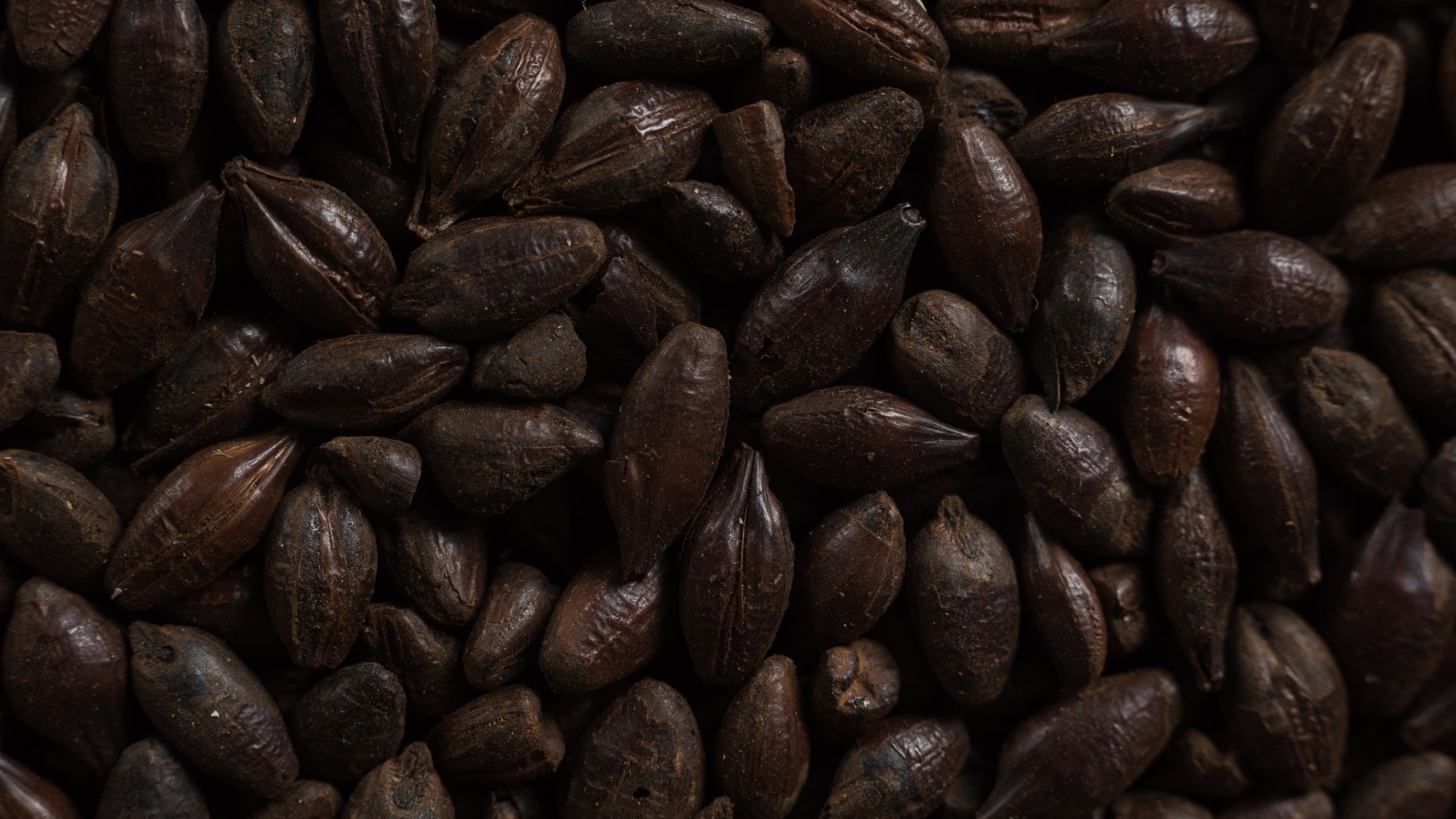 Black malt