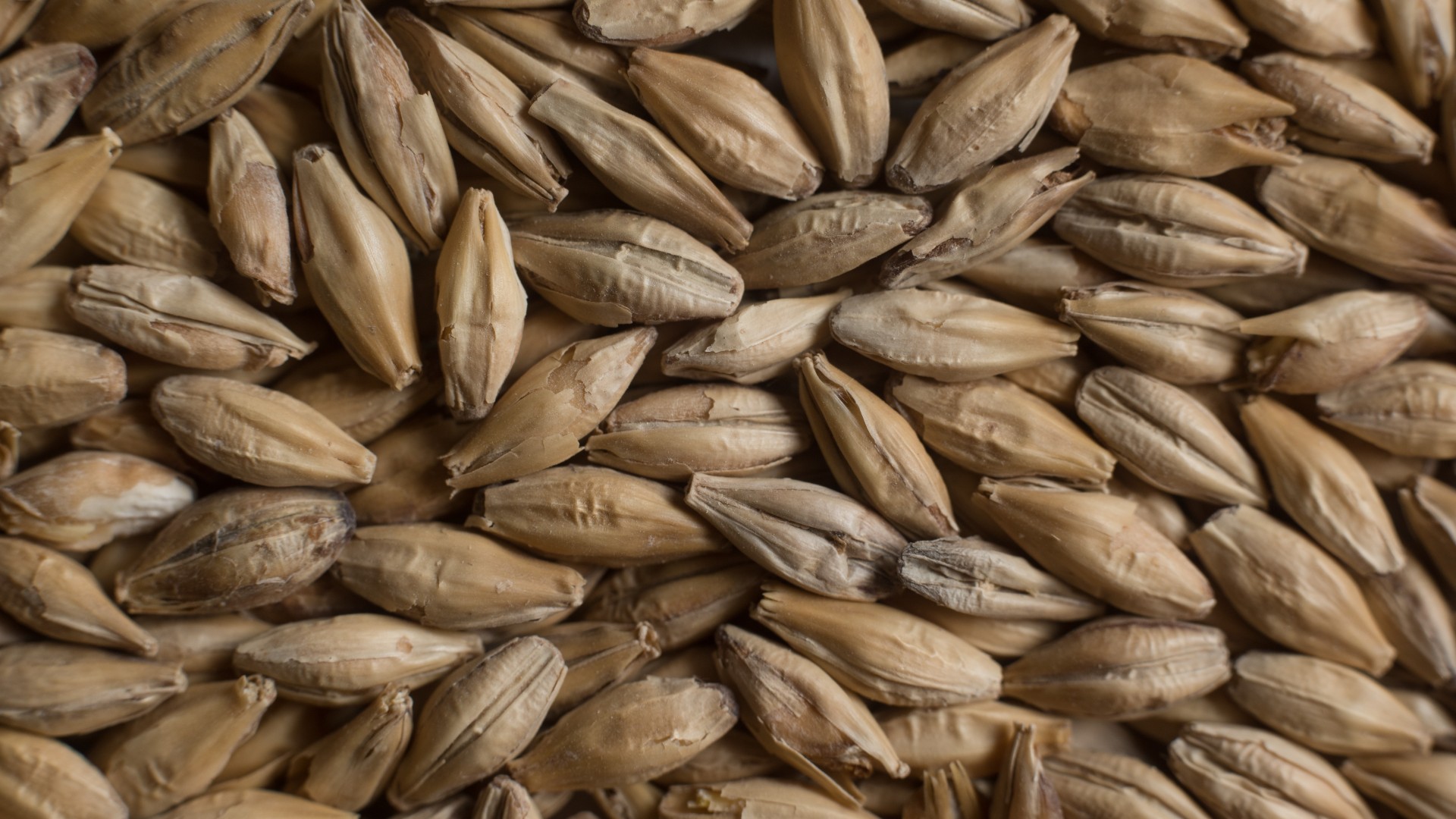 Pale ale malt