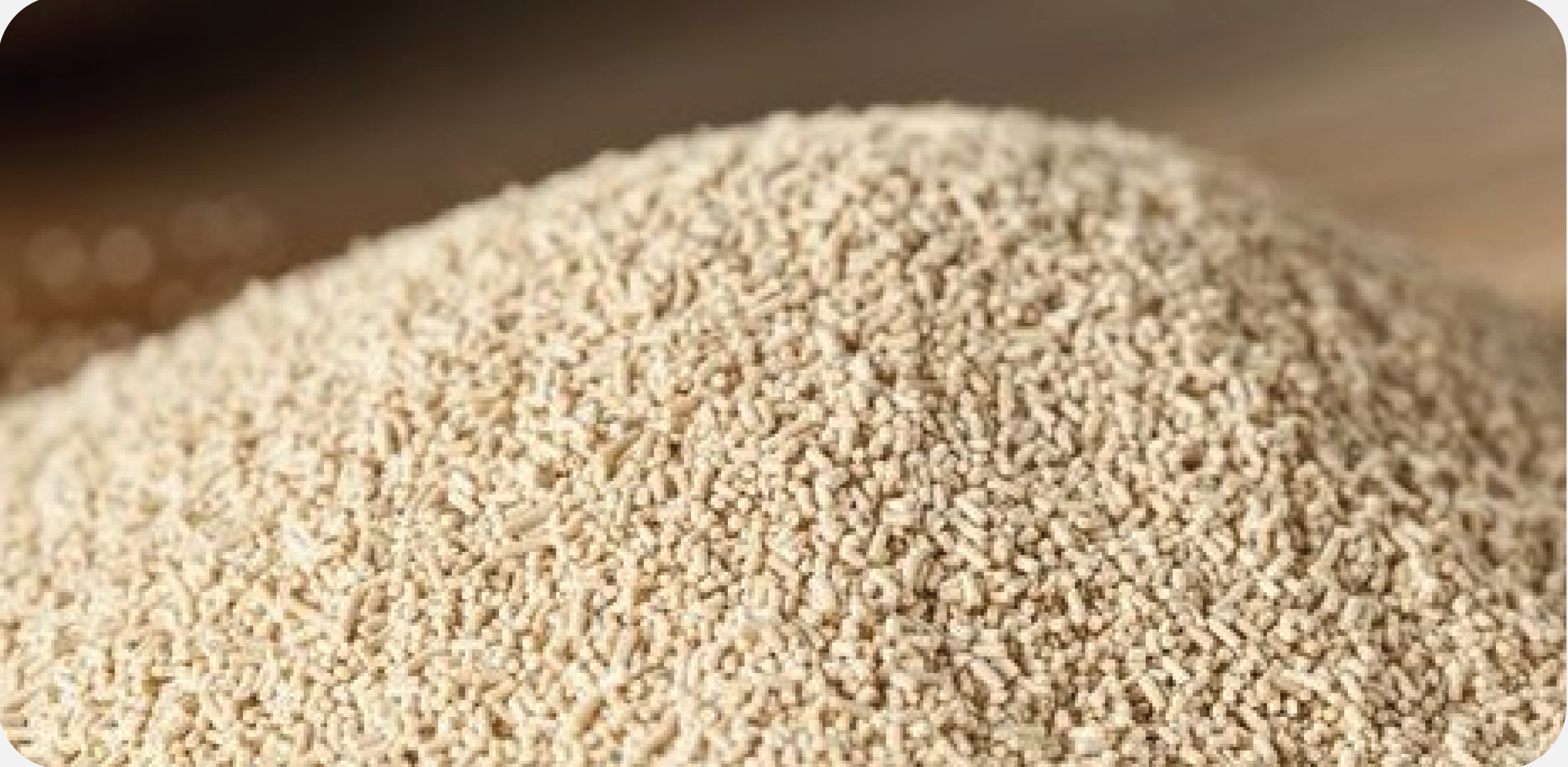 YEAST